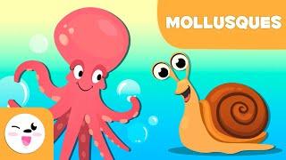 Les mollusques pour les enfants - Les animaux invertébrés - Sciences naturelles pour les enfants