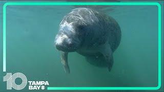 Manatee tour companies hope for economic boom after hurricanes