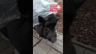 Беги Тима беги #тимоша #черныйкабан