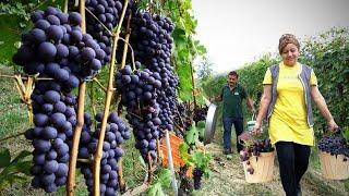 Grape Harvesting and Prepare OLD FASHIONED GRAPE Dessert with Walnuts