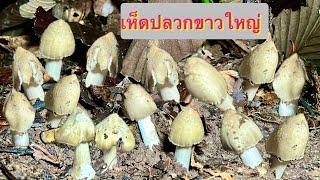 ป๊าด!!!เห็ดปลวกขาวใหญ่ออกแล้ว มีแต่ดอกตูมๆใหญ่ๆขาอวบทั้งนั้น