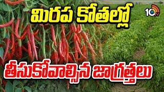 మిరప కోతల్లో తీసుకోవాల్సిన జాగ్రత్తలు | Chilli cultivation | mirapa sagu | Matti Manishi | 10TV