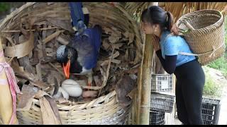 Make use of plastic trays to make nests for chickens to lay eggs and harvest bananas to sell