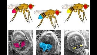 Tiny Fruit Flies Answer Big Scientific Questions