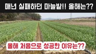 매년 실패했던 마늘 밭!!! 올해 처음으로 성공하였다!!! 토양 분석 후 이걸 활용하니!!! 농민도 몰랐던 그 기술은???