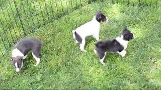 Toy Fox Terrier Puppies For Sale