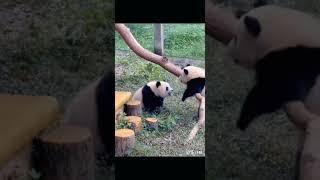 爱爱很严肃的问哥哥，可可再不跑就要笑喷了！