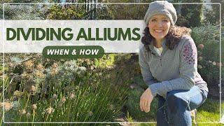 Dividing Allium Bulbs: An Easy How-To Guide