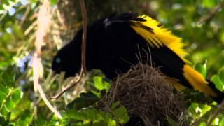 NAT GEO WILD HD (LIVING MUSIC ACTION) 2012