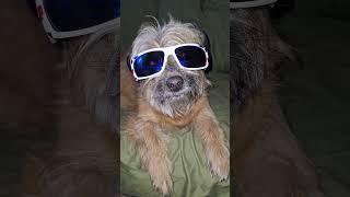 #dog #daxandbaileyshow #adogspurpose #godisreal #therapy #recovery #dogshorts #shorts #short #dogs