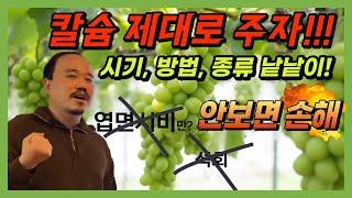 샤인머스캣 칼슘 비료 제대로 주는 방법은? 엽면시비로만 칼슘 공급한다면! 석회로 칼슘 공급한다면 필수시청!! | 농사 100단