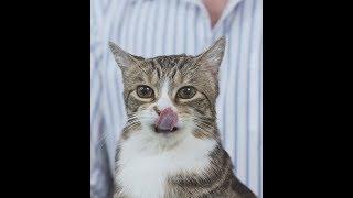 How-to give a cat a pill tutorial