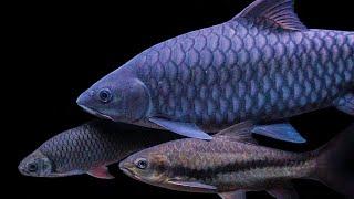 Tor Tambroides Kalimantan / Blue Mahseer Indonesia