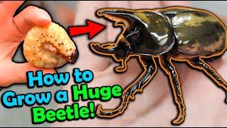 How to Care for Hercules Beetles!