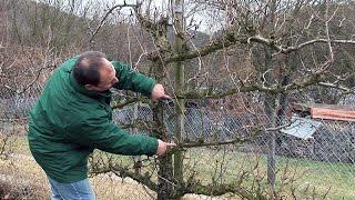 Schnittanleitung: Obst-Spalierbäume schneiden (Winterschnitt)