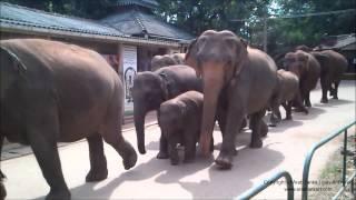 Elephant orphanage - Pinnewala, Sri Lanka