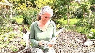 How to make slug & snail barrier with copper tape - compassionate gardening techniques