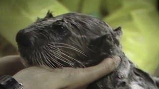 Exxon Valdez oil spill harmed wildlife