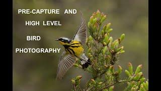 Pre-capture and high-level bird flight photography