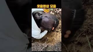 웃긴영상모음집 3