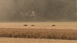 Erntejagd auf Sauen am Raps - Jagdkrone