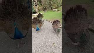 peacock mating dance i think