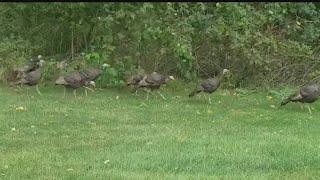 Ohio wild turkey hunting season returns