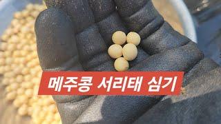 메주콩 심는 시기와 방법. 서리태도 심었어요