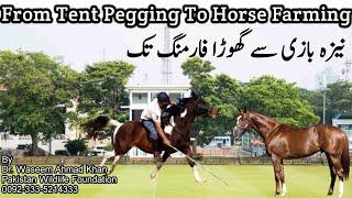 A Journey From Tent Pegging To Horse Farming | All Tips About Horse Farming And Tent Pegging