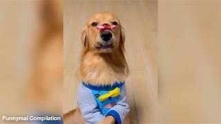 Dogs And Cats Funnymals (Funny Animals)Compilation #1