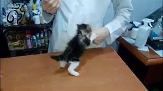 tiny angry cat at vet clinic