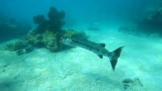 9 Foot Stake, Key West (by Snorkeling Quest)