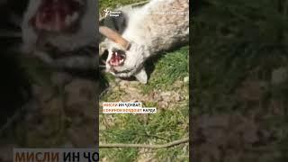 СОКИНОН БАБРИ БАРФИРО БОЗДОШТ КАРДАНД