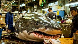 Explore Japanese cuisine, The real reason why Japanese people hunt and eat Shark meat