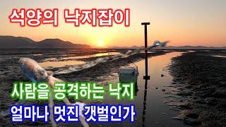 사람을 공격하는 낙지, 석양의 낙지잡이