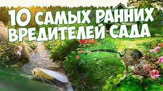 10 ОПАСНЫХ ВРЕДИТЕЛЕЙ САДА   Как избавиться   Мой сад