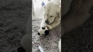 Shiro | Golden Retriever | Shiro rupe jucăria | Shiro breaks the toy 