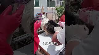 |救助流浪動物老姜||毛孩子||流浪狗|家人們，非常抱歉的通知大家我們的流浪動物公開領養活動因爲萬達原因需要延期了，新的日期請耐心等待#shorts