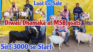 Diwali Dhamaka at MSB goats on Barbari and Bantams | 3000 se Start 