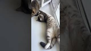 #cat #веселыекоты #марсик #тимоша 