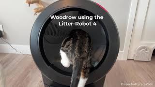 My cat using the Litter-Robot 4