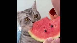 When a cat realized red is the good part of the watermelon #cat #pat #kitten   #animallover