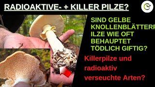 "Hochgiftige" gelbe Knollenblätterpilze und radioaktive Semmelstoppelpilze?