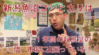 スーパーの魚沼こしひかりが本当に美味しいお米なのかを名古屋の米屋 わりでんや が解説しますvol.2