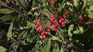 The toyon, or Christmas berry