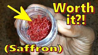 YES?? Banu Certified Organic Saffron Threads (Award Winning)