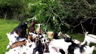 Pygmy & Boer Goats