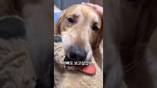 대화 하세요 마음은 전달된답니다 귀가 후 댕댕이와 이야기 나누는 집사 #골든리트리버 #반려견 #대형견 #댕댕이