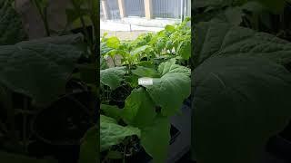 Рассада три недели после пикировки #дача #отдых #весна #теплоприходит