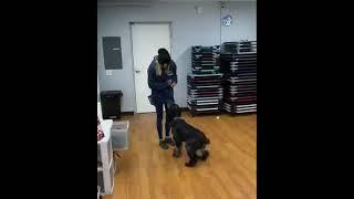 Dog Training Now Video